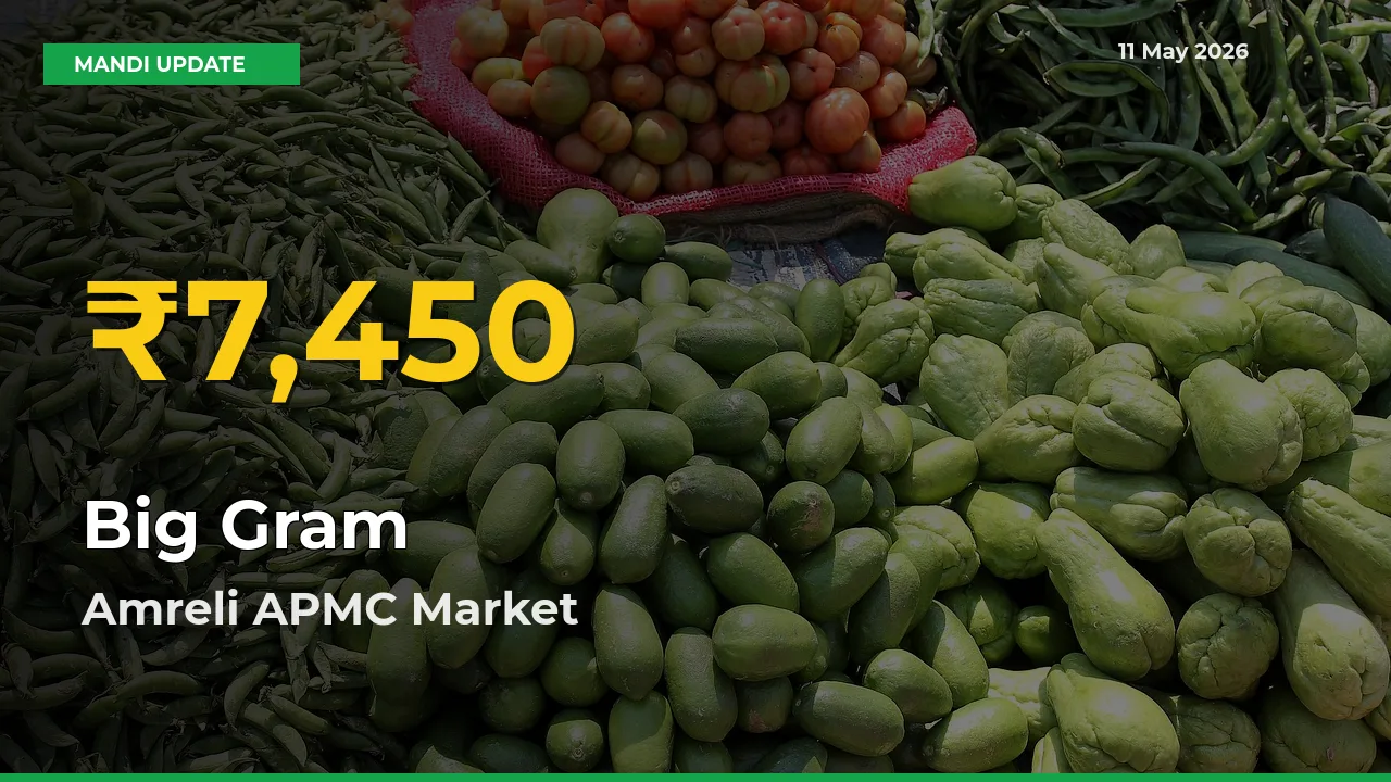 Big Gram Prices Soar to Record High in Amreli APMC – Farmers Alert Today