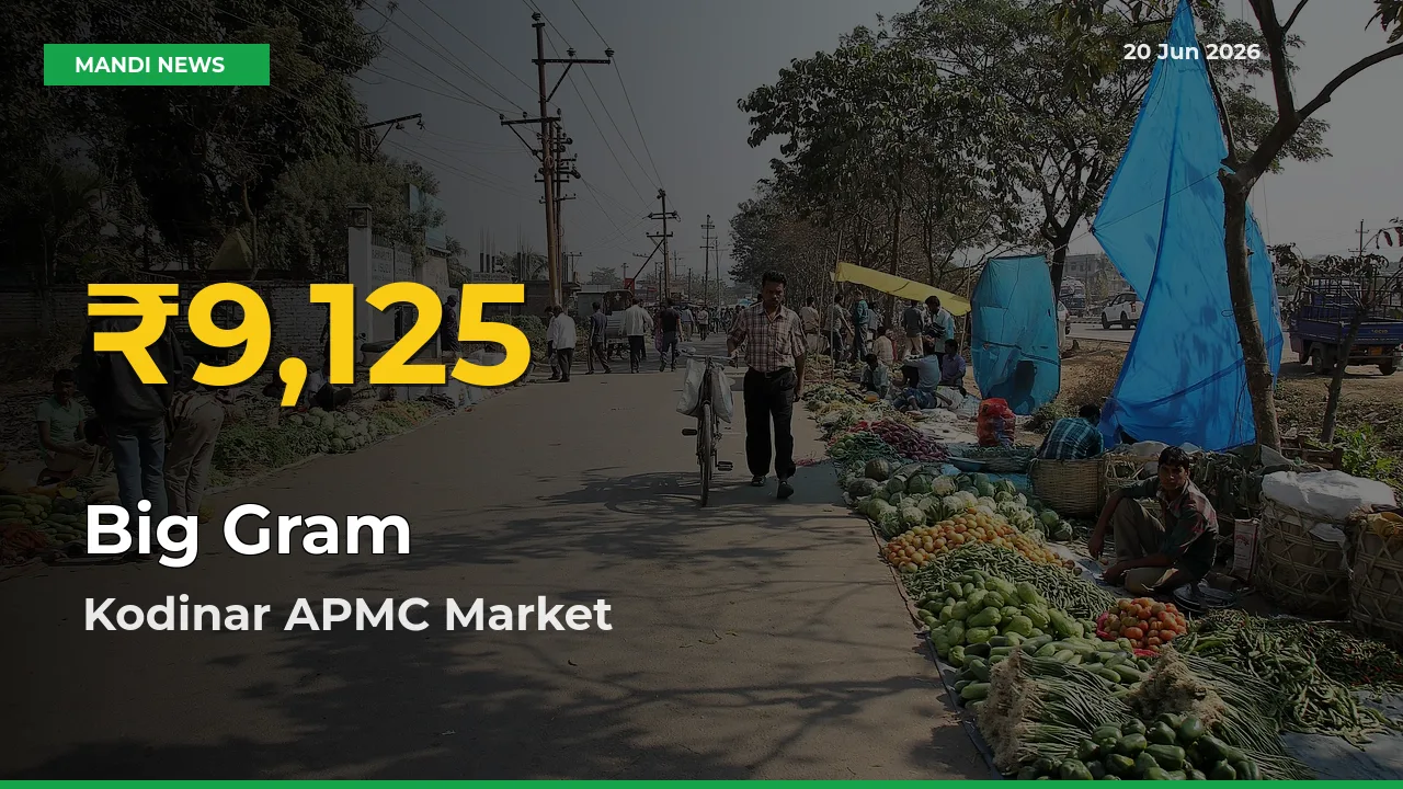 Big Gram Mandi Rate Surges Today in Kodinar APMC – Highest Level in 30 Days