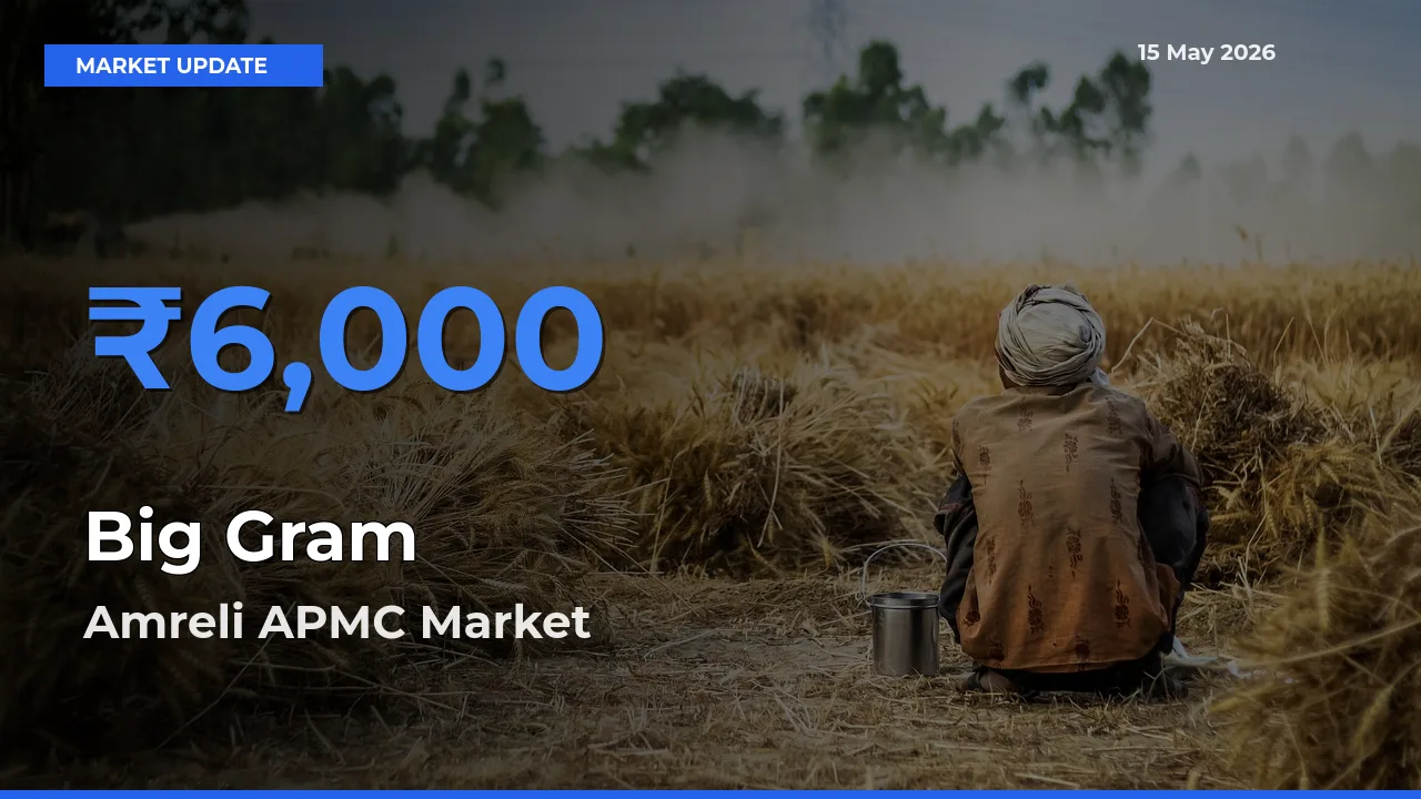 Amreli APMC Emerges as Top Mandi for Big Gram Prices Today