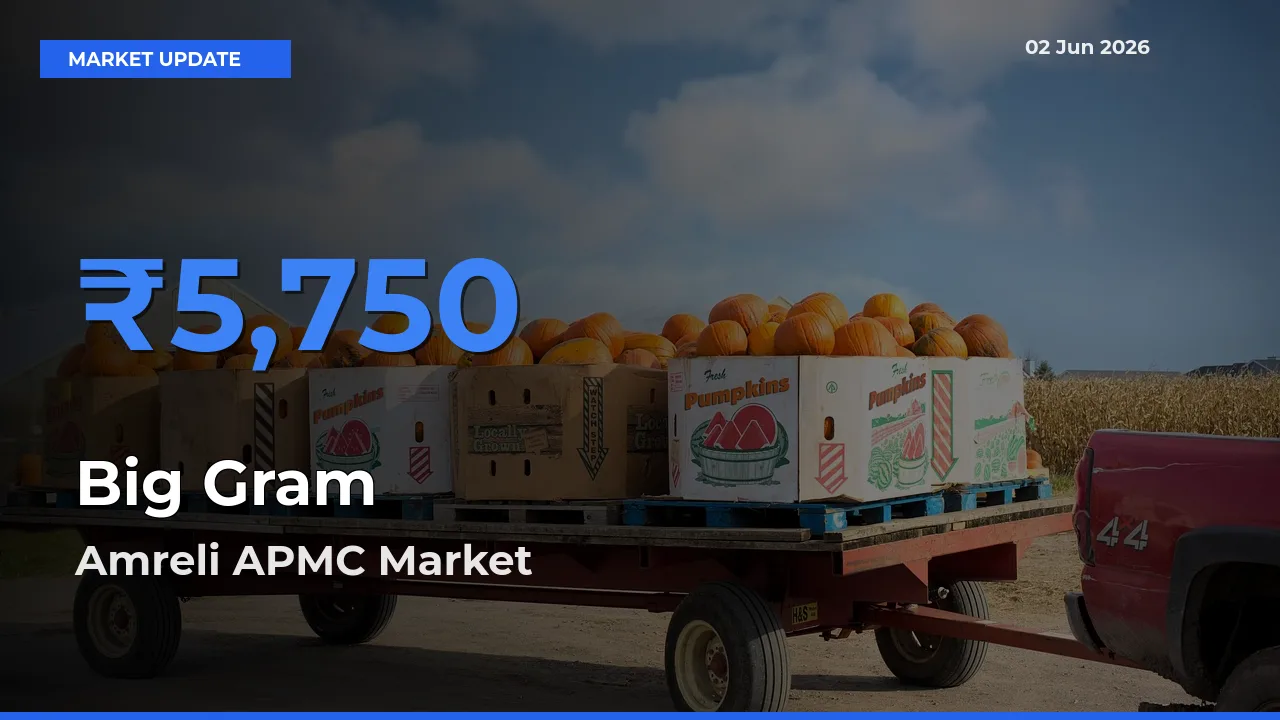 Big Gram Mandi Rate Today: Amreli APMC Tops the List