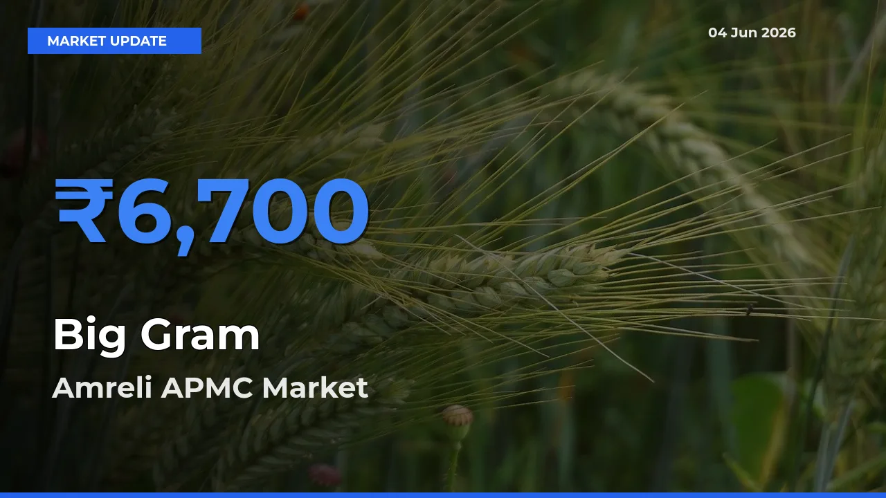 Farmers Prefer Amreli APMC as Big Gram Hits Highest Rate