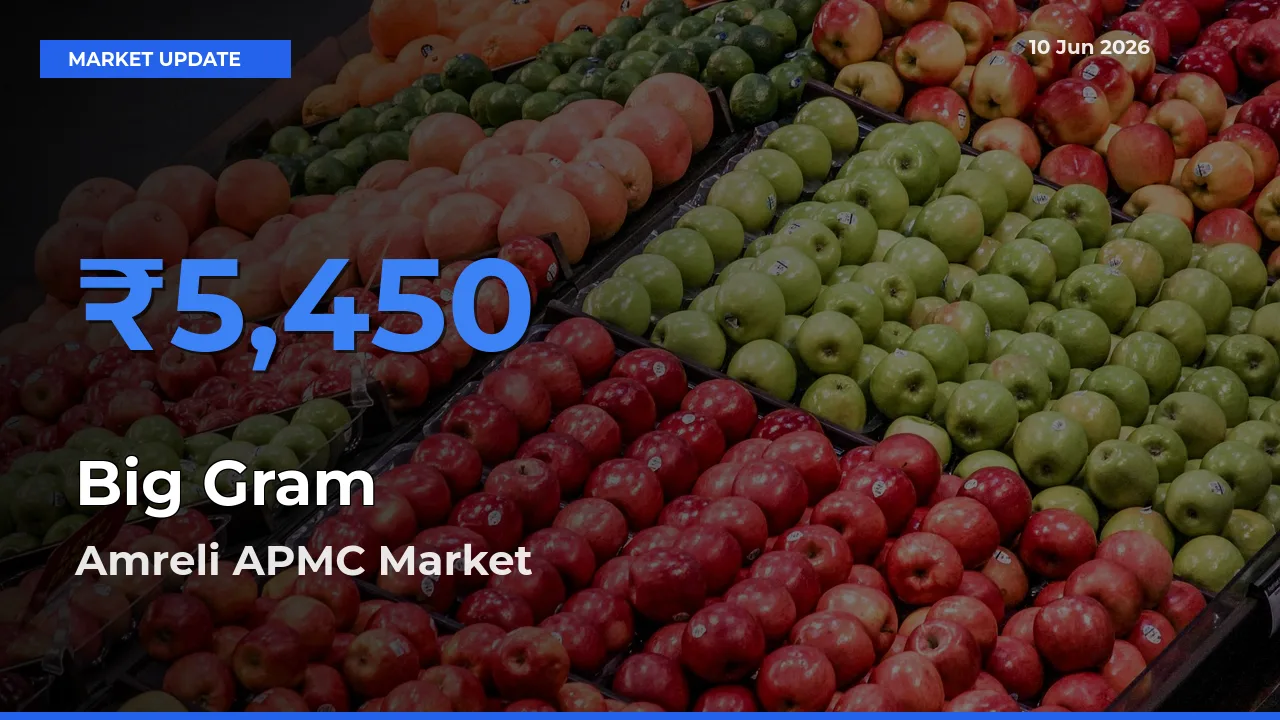 Amreli APMC Offers ₹5,450 – Highest Big Gram Rate Today