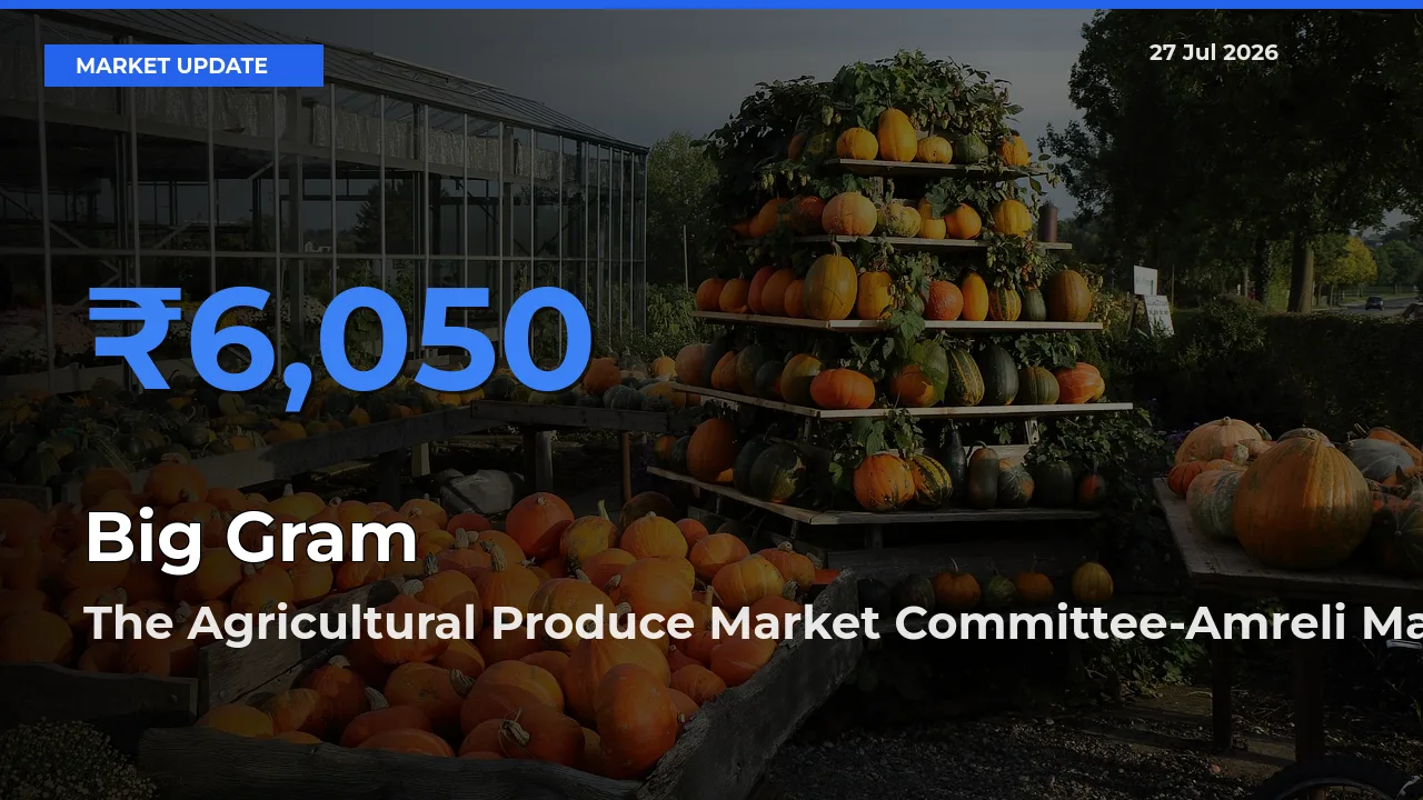 The Agricultural Produce Market Committee-Amreli, Gujarat Leads as Top Mandi for Big Gram Prices