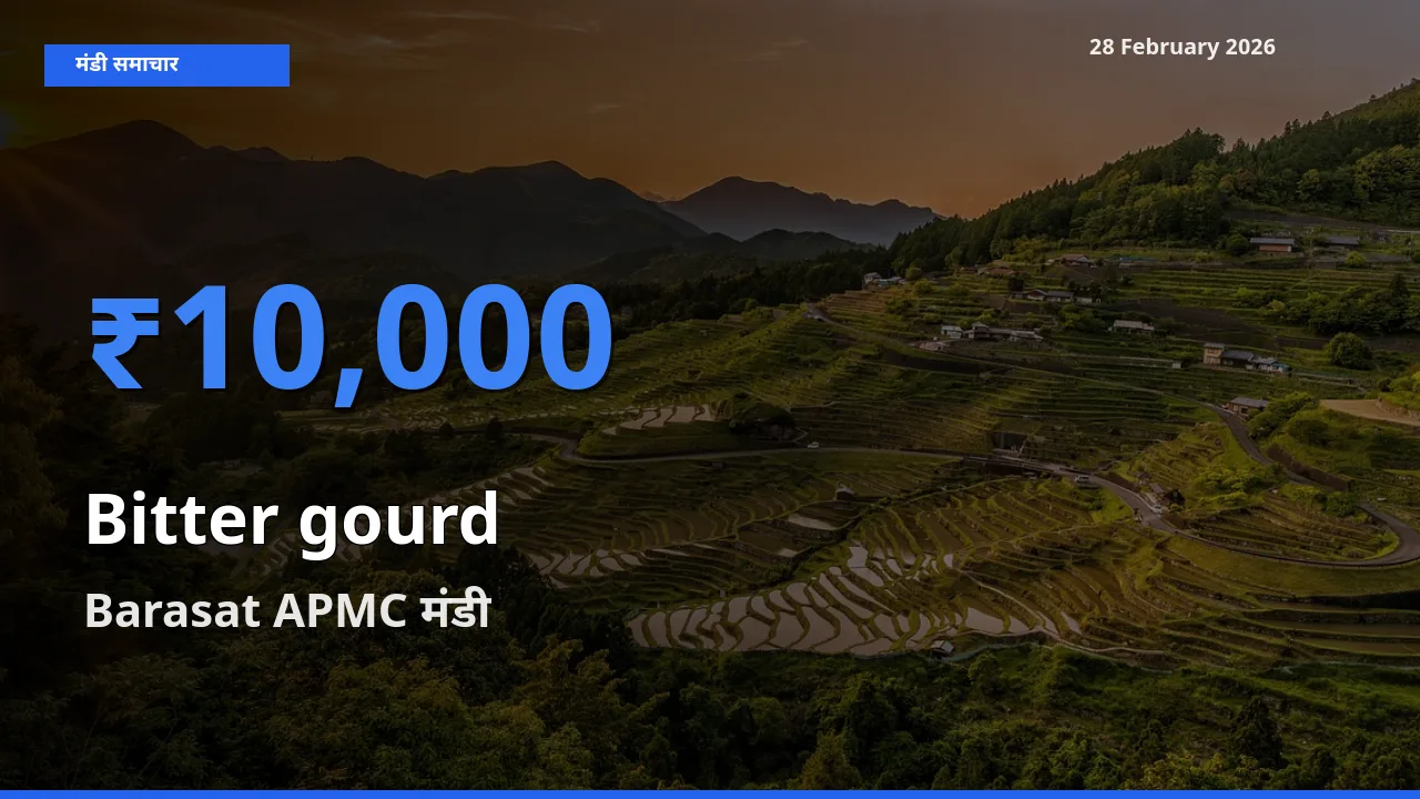 किसानों की पसंद बना Barasat APMC, Bitter gourd के सबसे अच्छे दाम