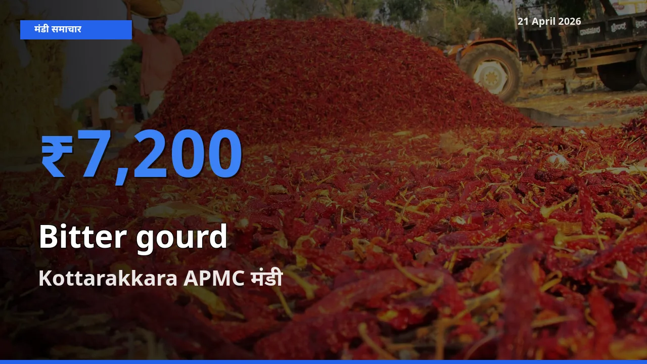 Kottarakkara APMC मंडी में करेला ₹7,200 पर पहुँचा – आज का सर्वोच्च भाव