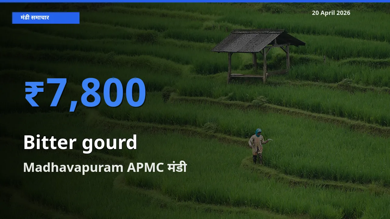 Madhavapuram APMC मंडी में करेला ₹7,800 पर पहुँचा – आज का सर्वोच्च भाव