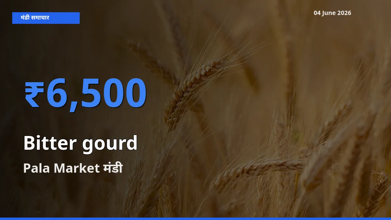 आज का मंडी भाव: करेला के सबसे ज़्यादा दाम Pala Market में