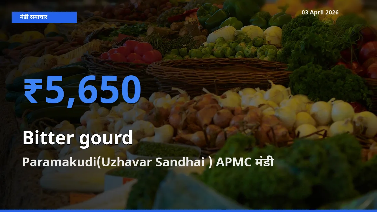 आज करेला के सबसे ज़्यादा दाम Paramakudi(Uzhavar Sandhai ) APMC मंडी में दर्ज