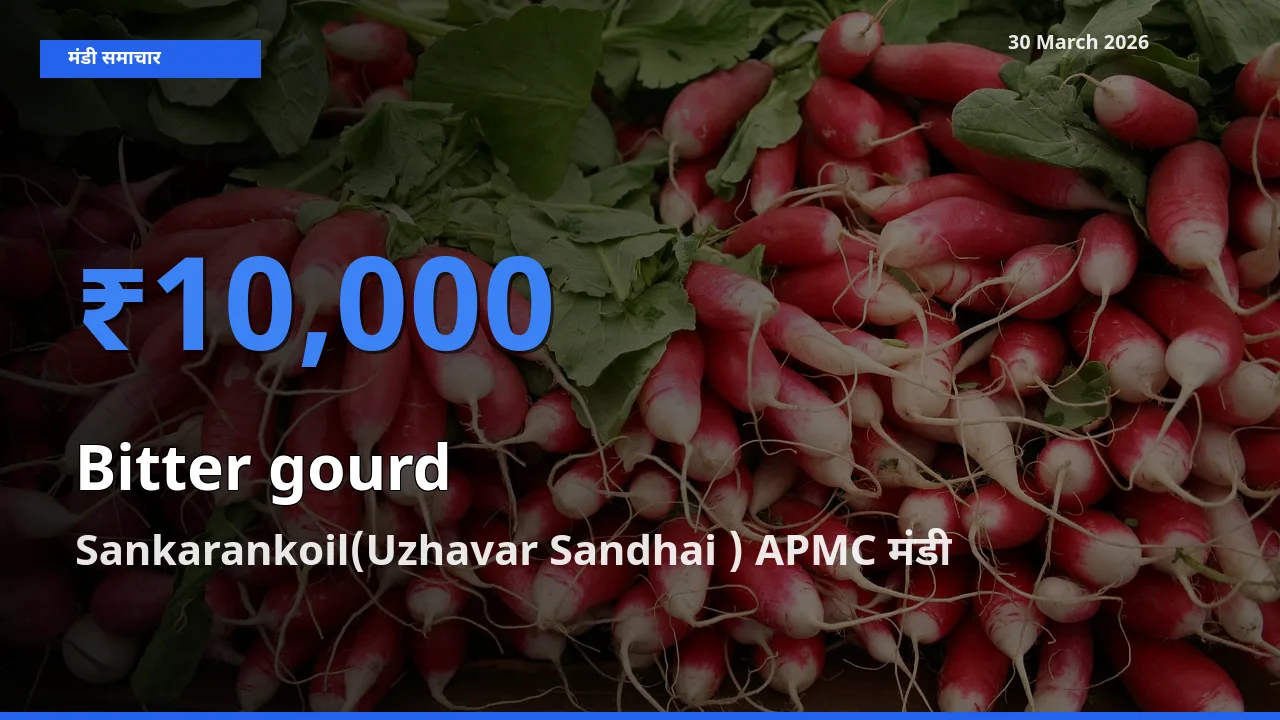 आज करेला के सबसे ऊँचे दाम ₹10,000 Sankarankoil(Uzhavar Sandhai ) APMC मंडी में
