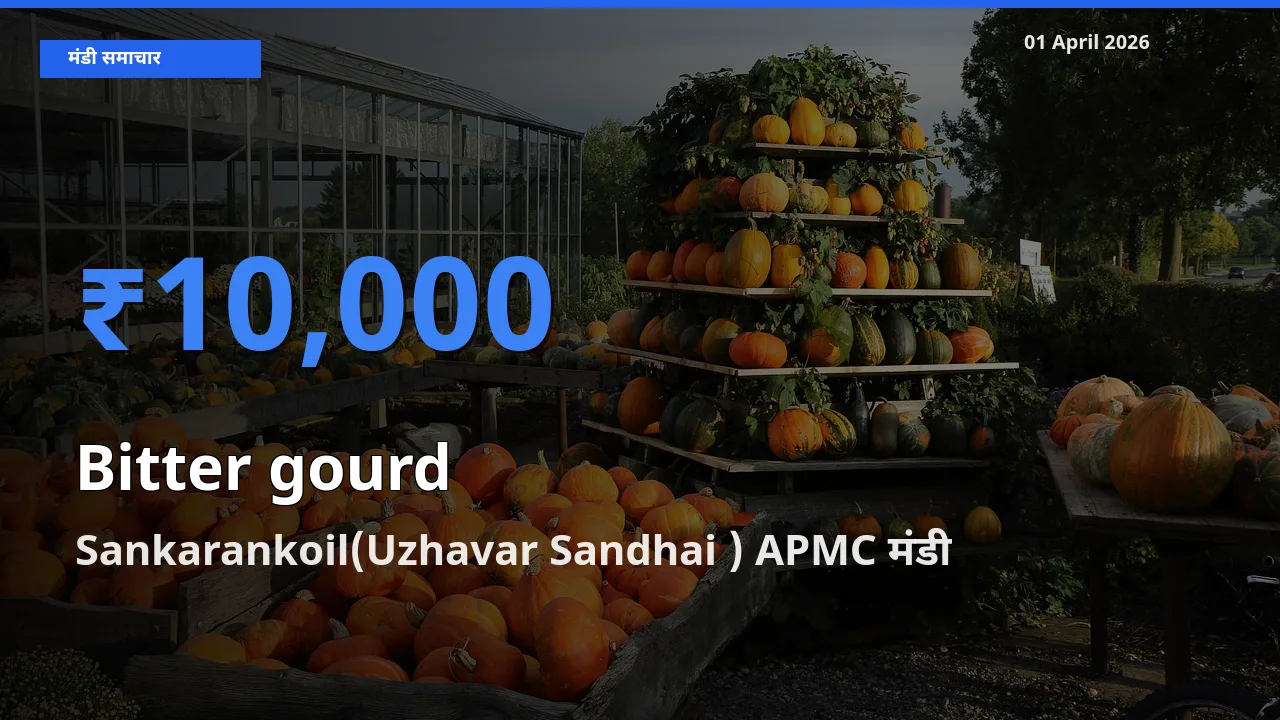 बाज़ार संकेत: Sankarankoil(Uzhavar Sandhai ) APMC बना करेला के लिए आज की टॉप मंडी