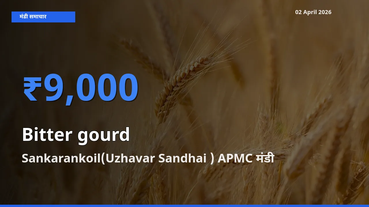 आज करेला के सबसे ऊँचे दाम ₹9,000 Sankarankoil(Uzhavar Sandhai ) APMC मंडी में