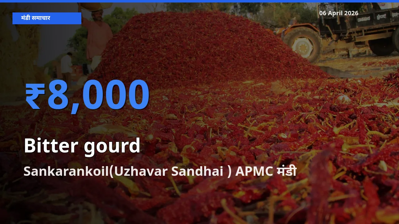 आज का मंडी भाव: करेला के सबसे ज़्यादा दाम Sankarankoil(Uzhavar Sandhai ) APMC में