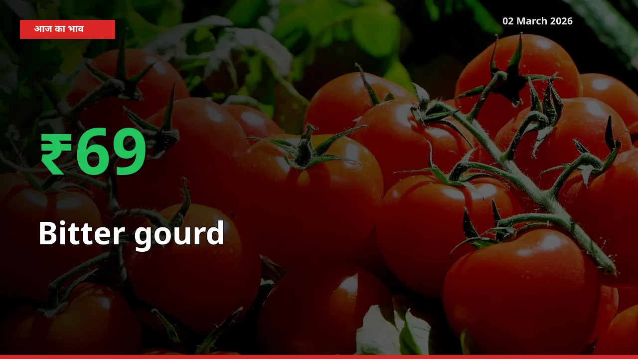 आज का मंडी भाव: Bitter gourd के दाम मंडी में 68.85% ऊपर