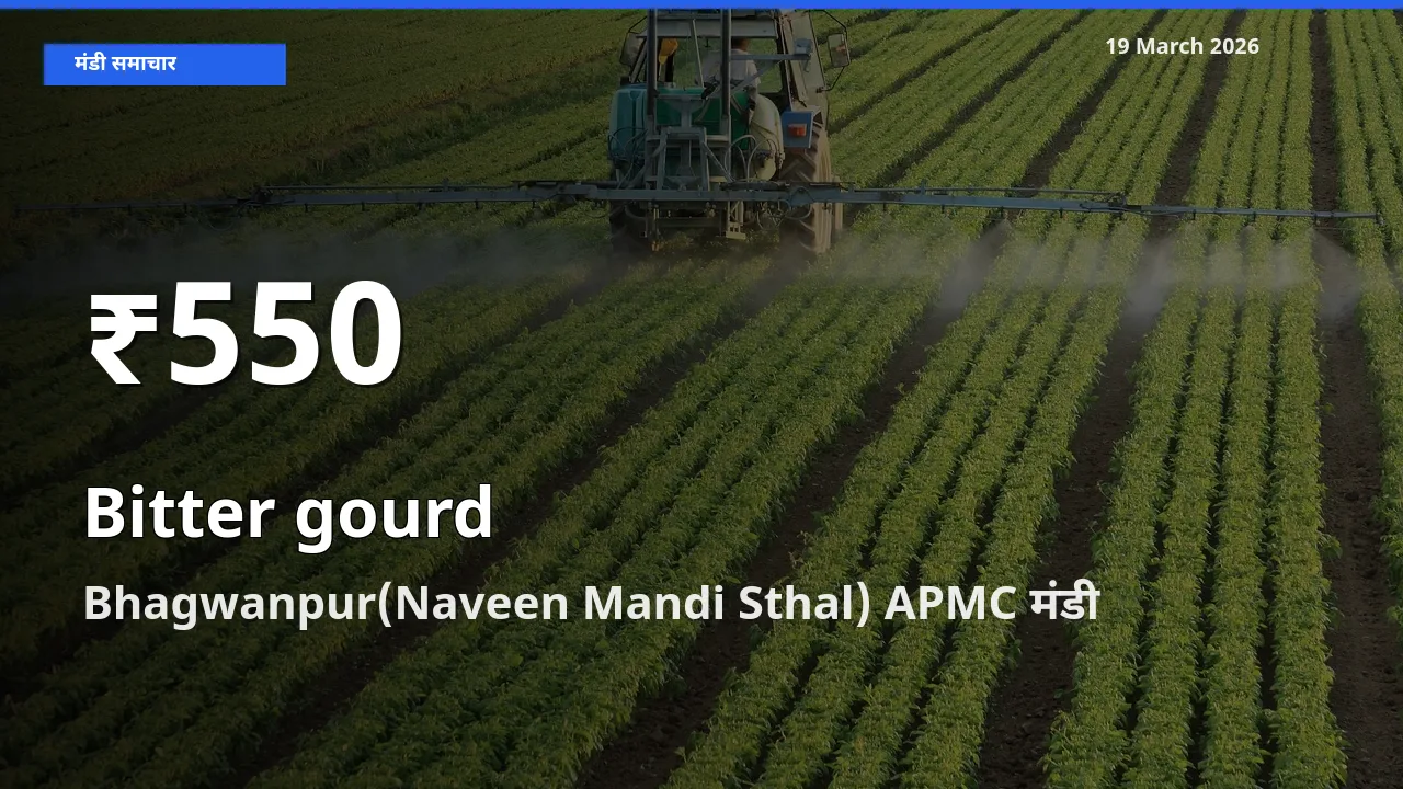 19 March अपडेट: करेला के दाम 30 दिन के न्यूनतम स्तर पर, Bhagwanpur(Naveen Mandi Sthal) APMC