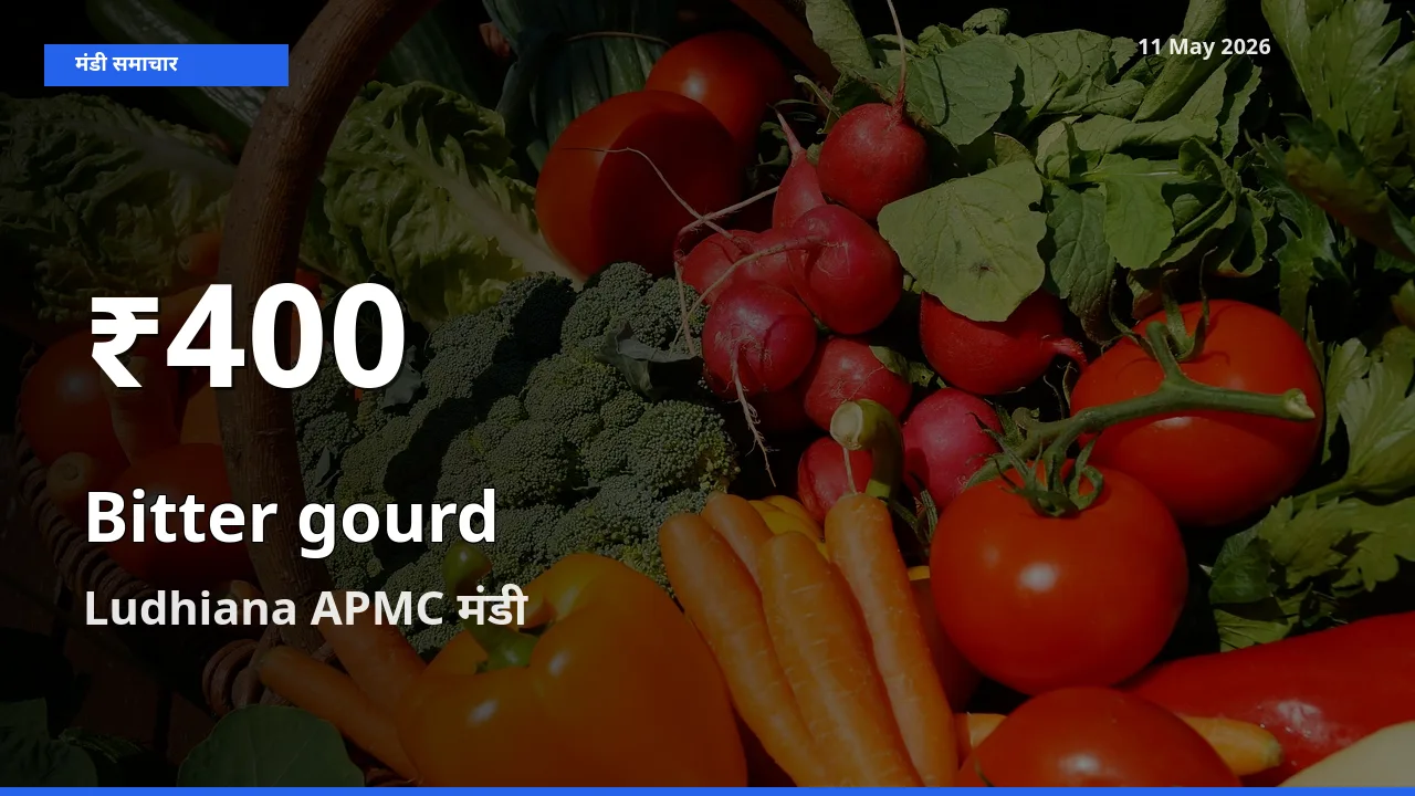किसानों के लिए चिंता का विषय? करेला के दाम Ludhiana APMC में 30 दिन के न्यूनतम स्तर पर
