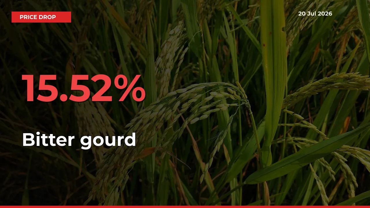 Bitter gourd Mandi Rate Today: Prices Fall 15.52% at Market