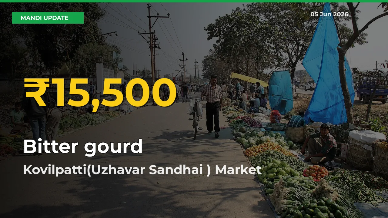 Bitter gourd Hits Fresh High in Kovilpatti(Uzhavar Sandhai ) Today