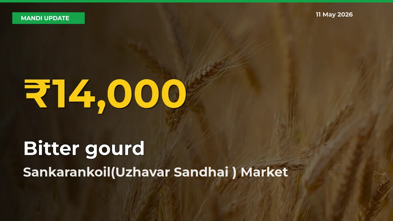 Farmers Benefit as Bitter gourd Rate Touches New High in Sankarankoil(Uzhavar Sandhai )