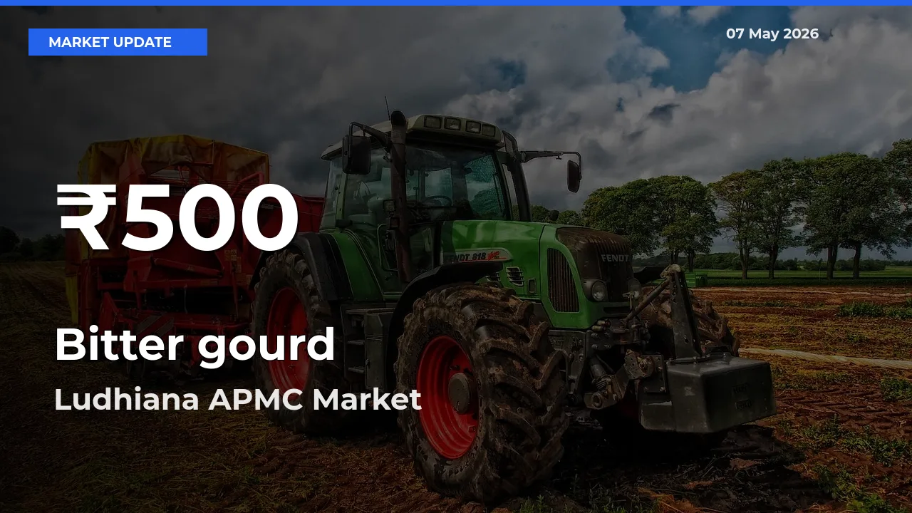 Bitter gourd Prices Touch 30-Day Low in Ludhiana APMC – May 07 Update