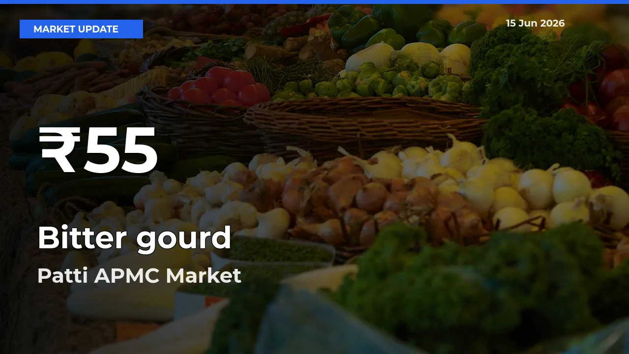 Bitter gourd Mandi Rate Today: 30-Day Low Recorded in Patti APMC