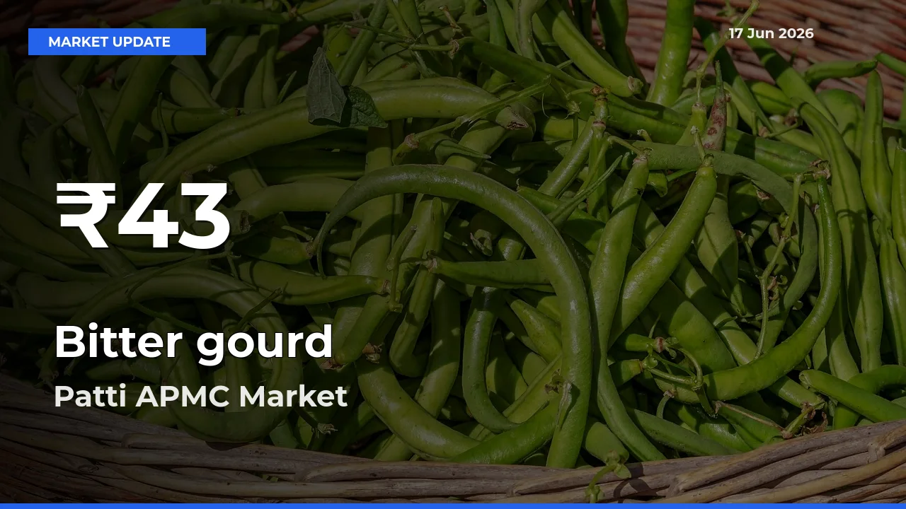 Bitter gourd Mandi Rate Today: 30-Day Low Recorded in Patti APMC
