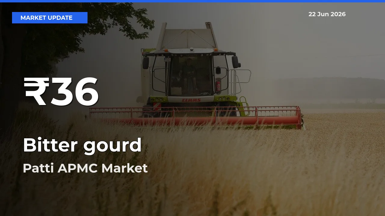 Bitter gourd Mandi Rate Today: 30-Day Low Recorded in Patti APMC