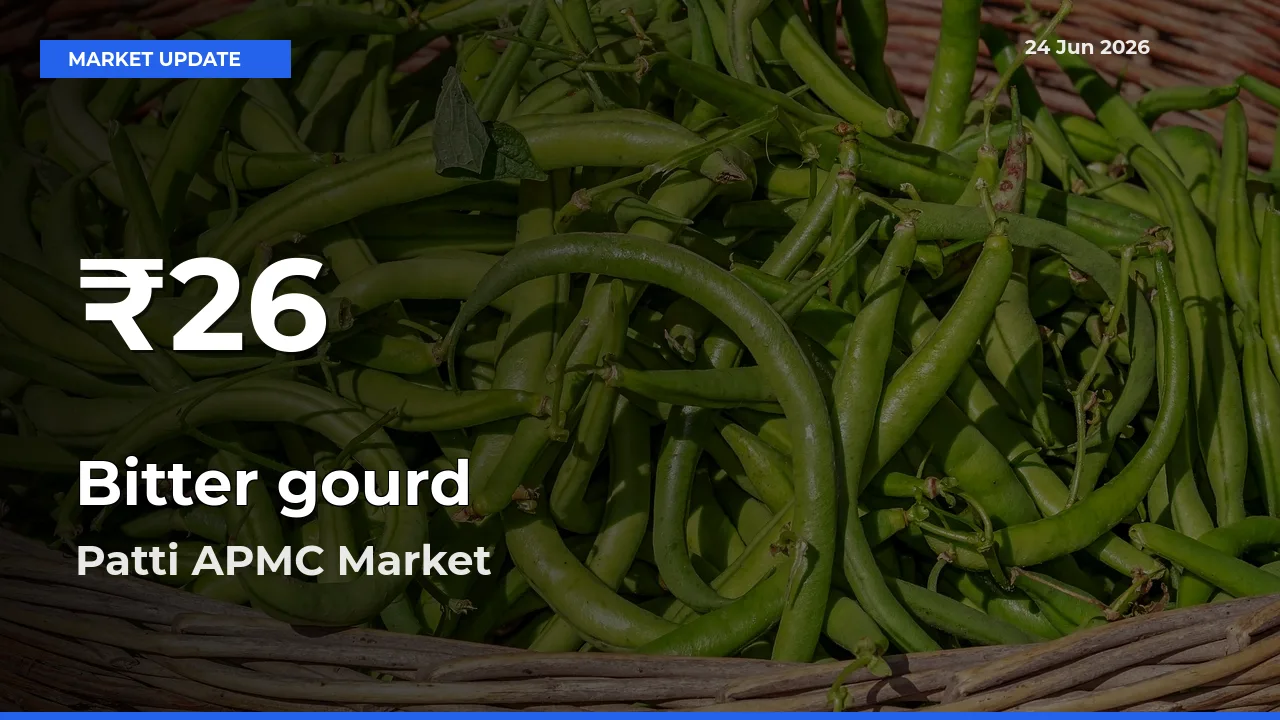 Farmers Concerned as Bitter gourd Hits 30-Day Low in Patti APMC