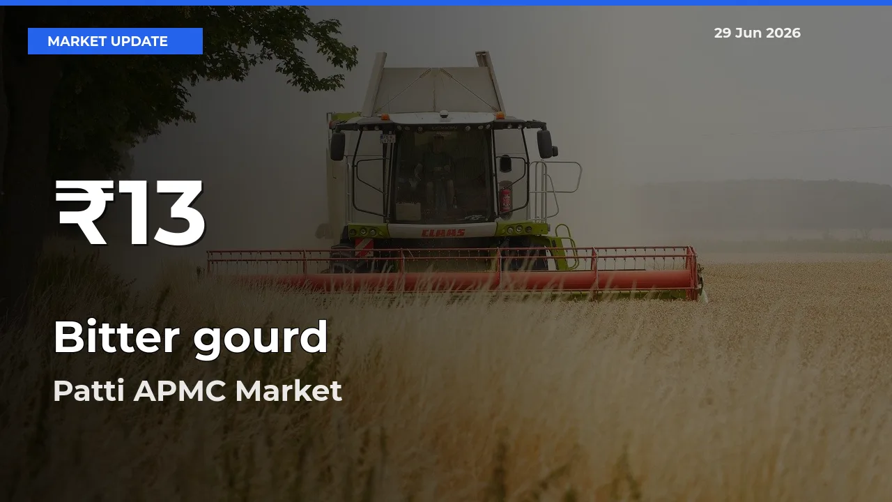 Bitter gourd Falls to ₹13 in Patti APMC – 30-Day Lowest Rate