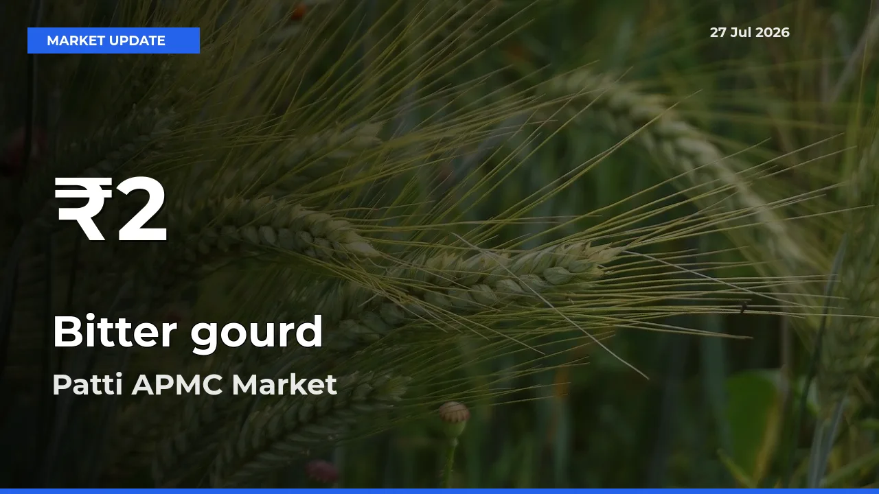 Bitter gourd Hits 30-Day Low in Patti APMC, Tarntaran, Punjab