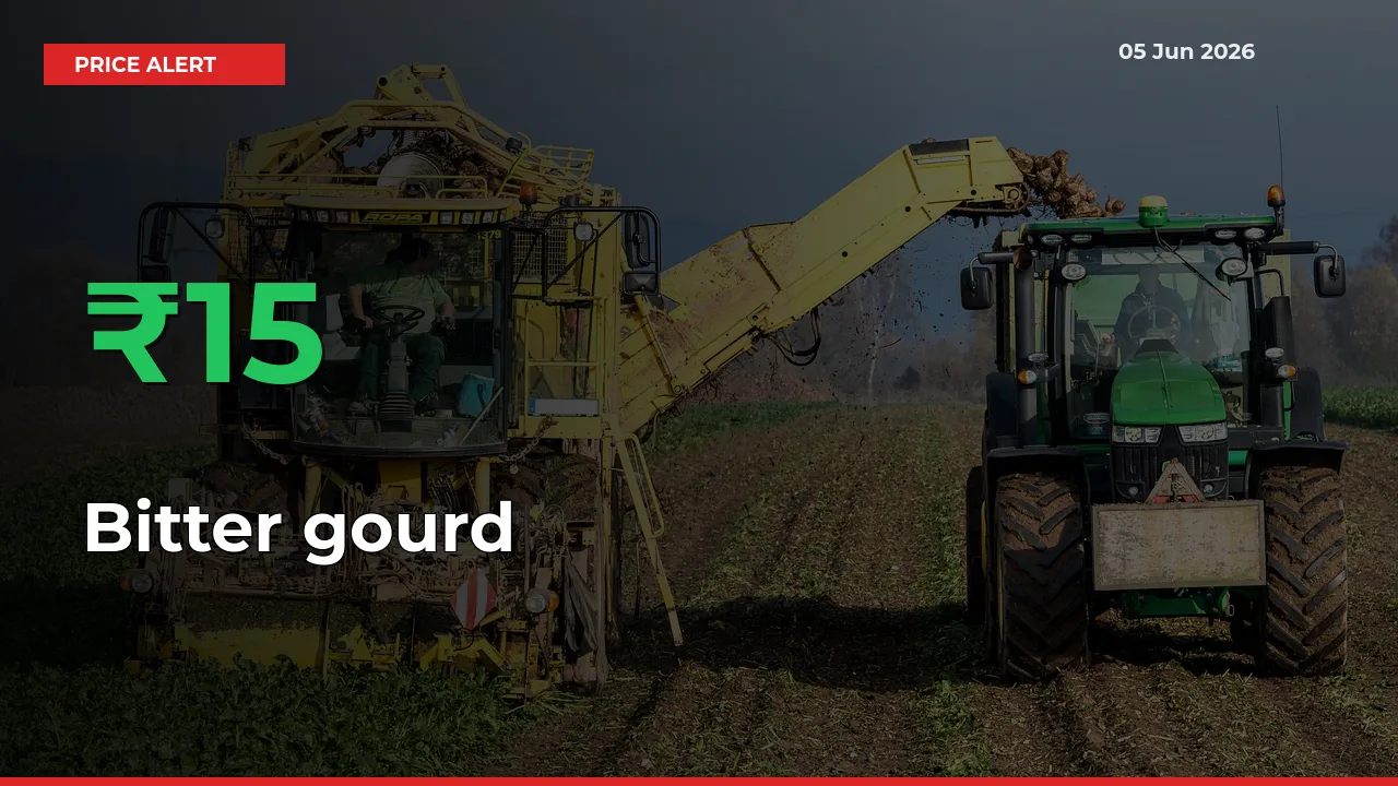 Farmers Cheer as Bitter gourd Prices Surge 15.31% in Local Mandis