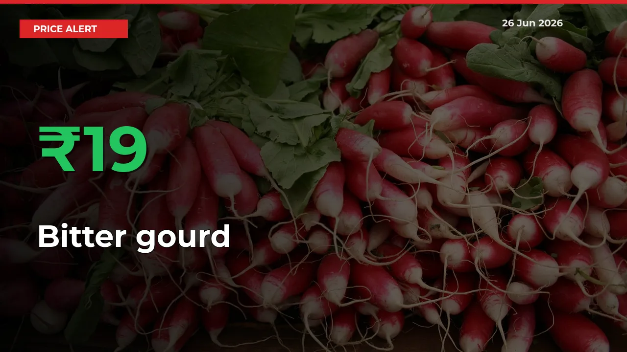 Big Rally! Bitter gourd Climbs 19.26% in 24 Hours at Top Mandis