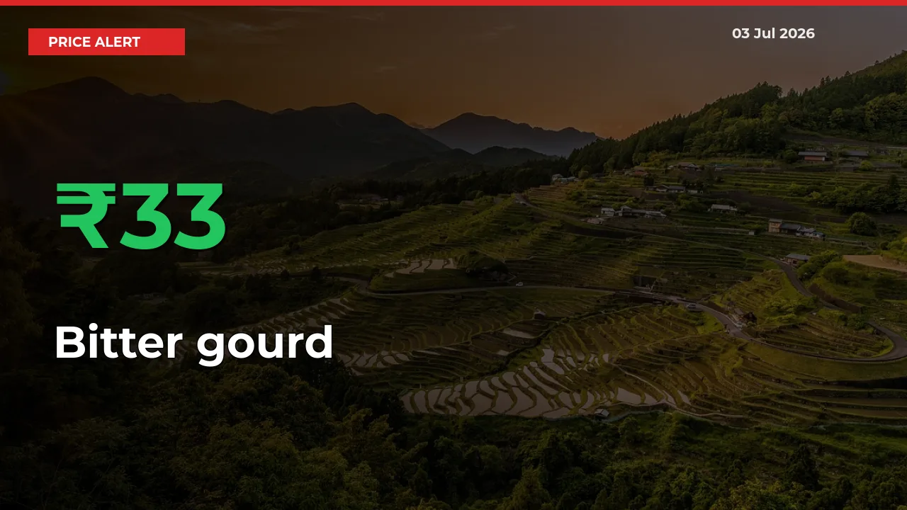 Bitter gourd Prices Rise 33.19% in a Day at Major Mandis