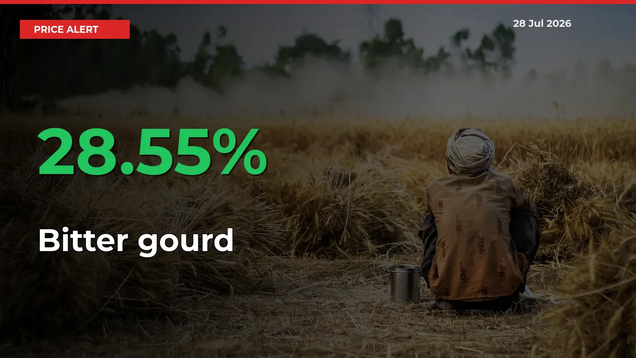 Bitter gourd Mandi Rate Today: Prices Jump 28.55% at Market