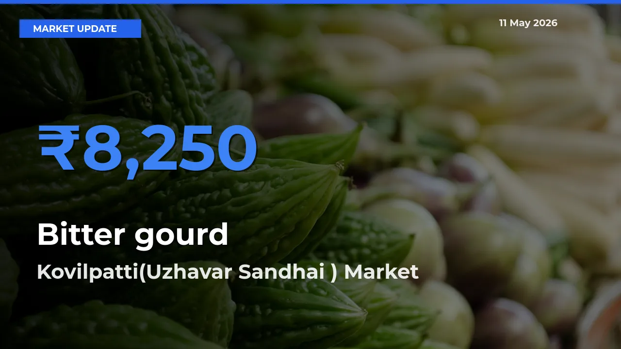 Kovilpatti(Uzhavar Sandhai ) Offers ₹8,250 – Highest Bitter gourd Rate Today