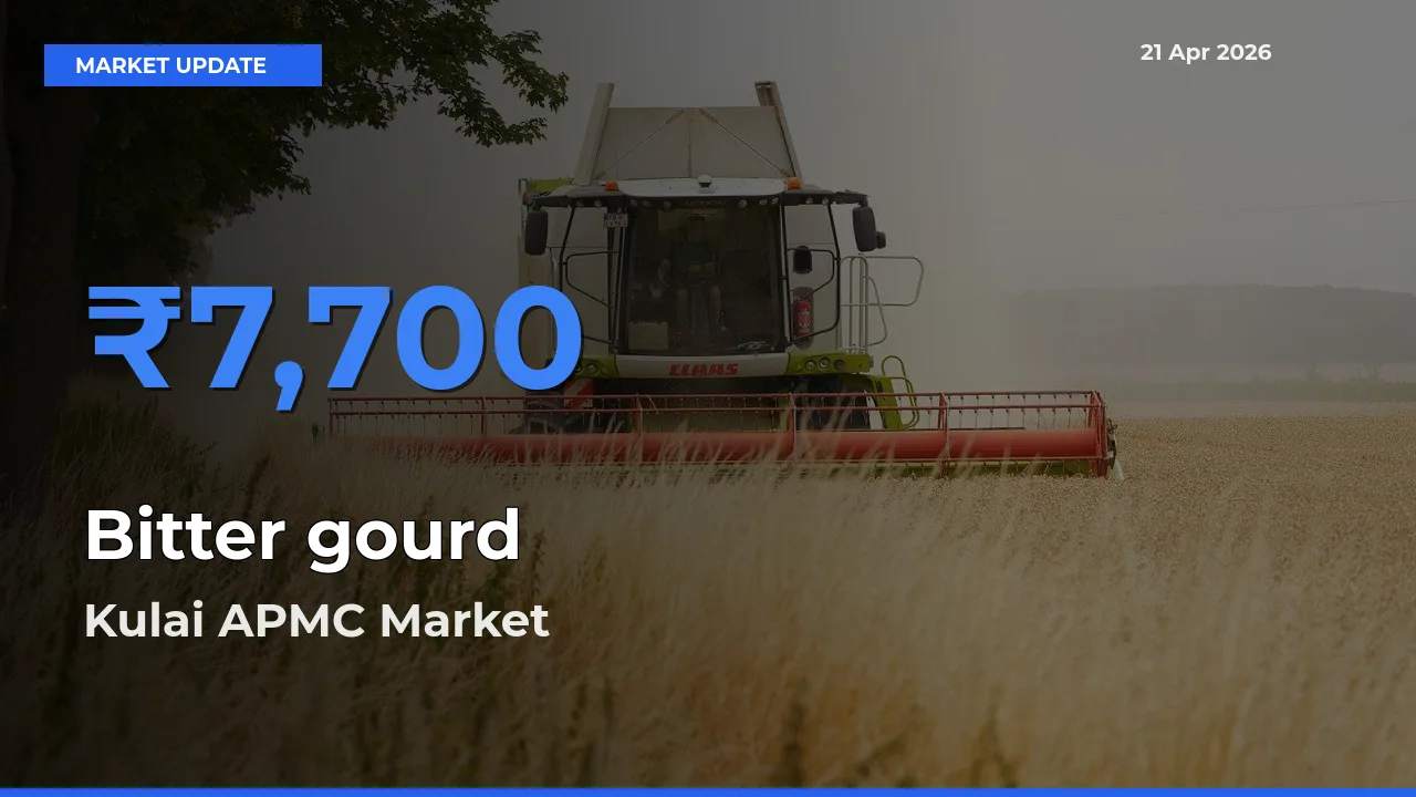 Kulai APMC Records Highest ₹7,700 Rate for Bitter gourd