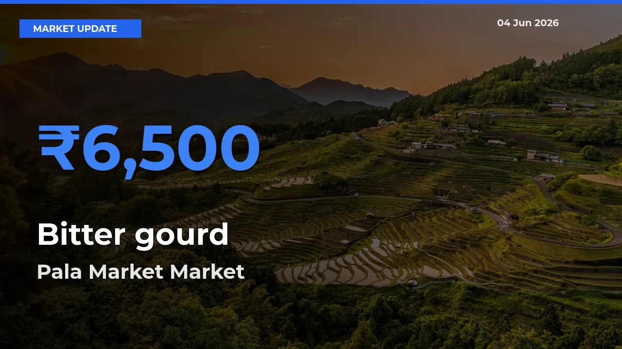 Top Performer! Pala Market Offers Best Bitter gourd Price Today