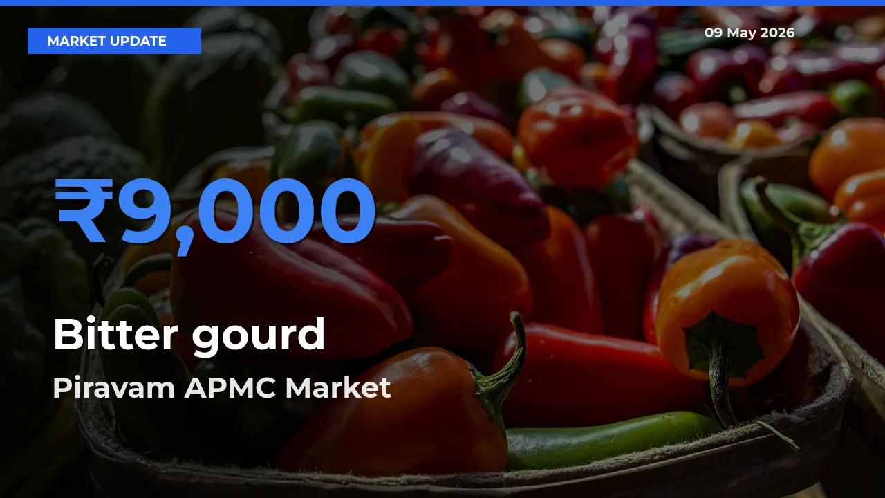 Piravam APMC Offers ₹9,000 – Highest Bitter gourd Rate Today