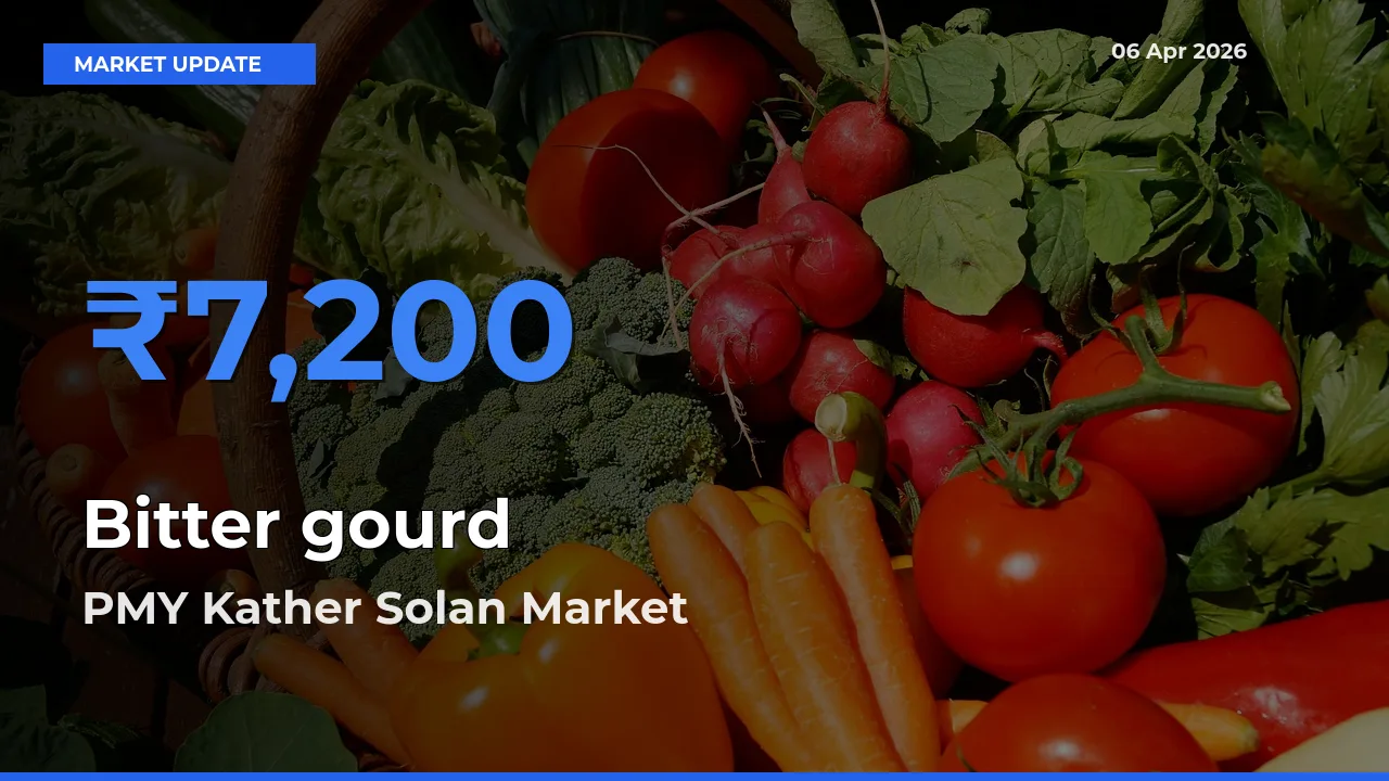 Top Performer! PMY Kather Solan Offers Best Bitter gourd Price Today