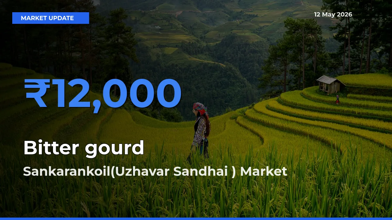 Sankarankoil(Uzhavar Sandhai ) Leads as Top Mandi for Bitter gourd Prices