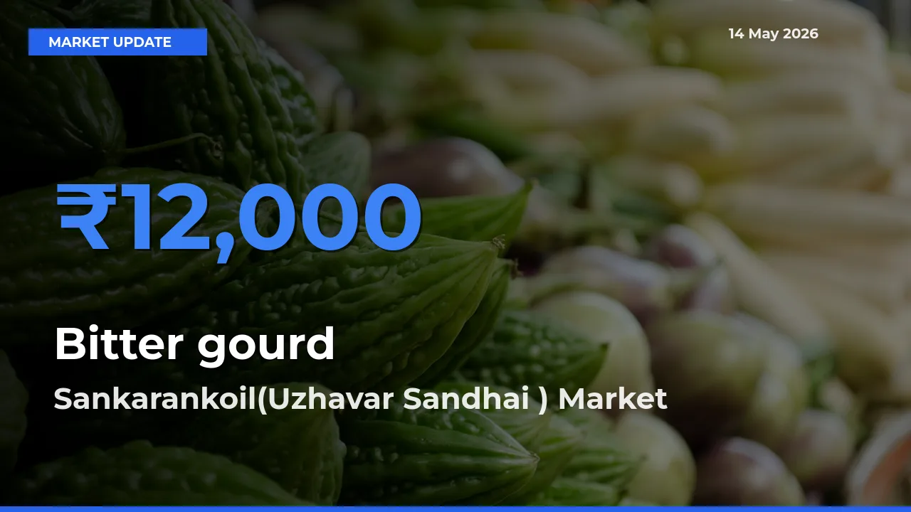 Market Watch: Sankarankoil(Uzhavar Sandhai ) Becomes Top Mandi for Bitter gourd