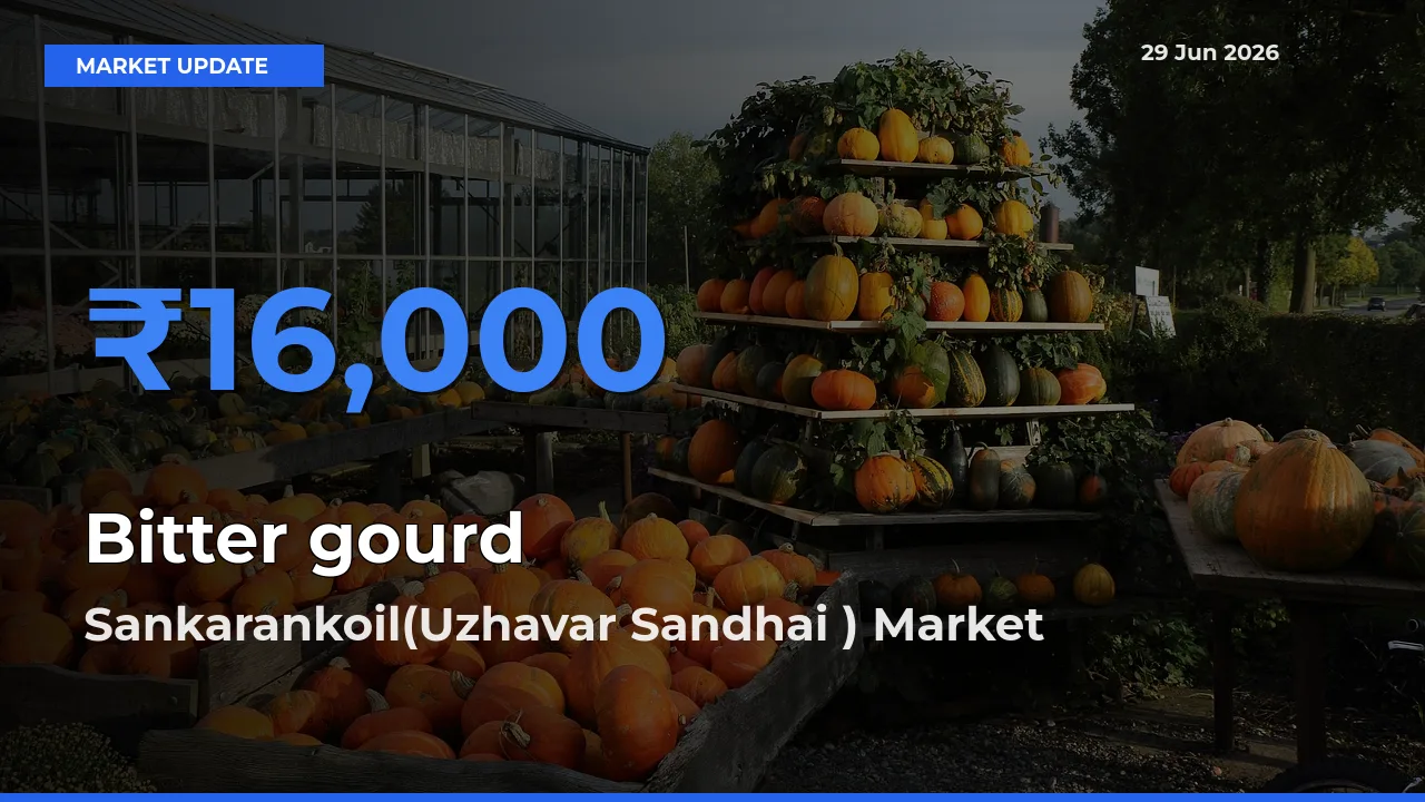 Sankarankoil(Uzhavar Sandhai ) Leads as Top Mandi for Bitter gourd Prices