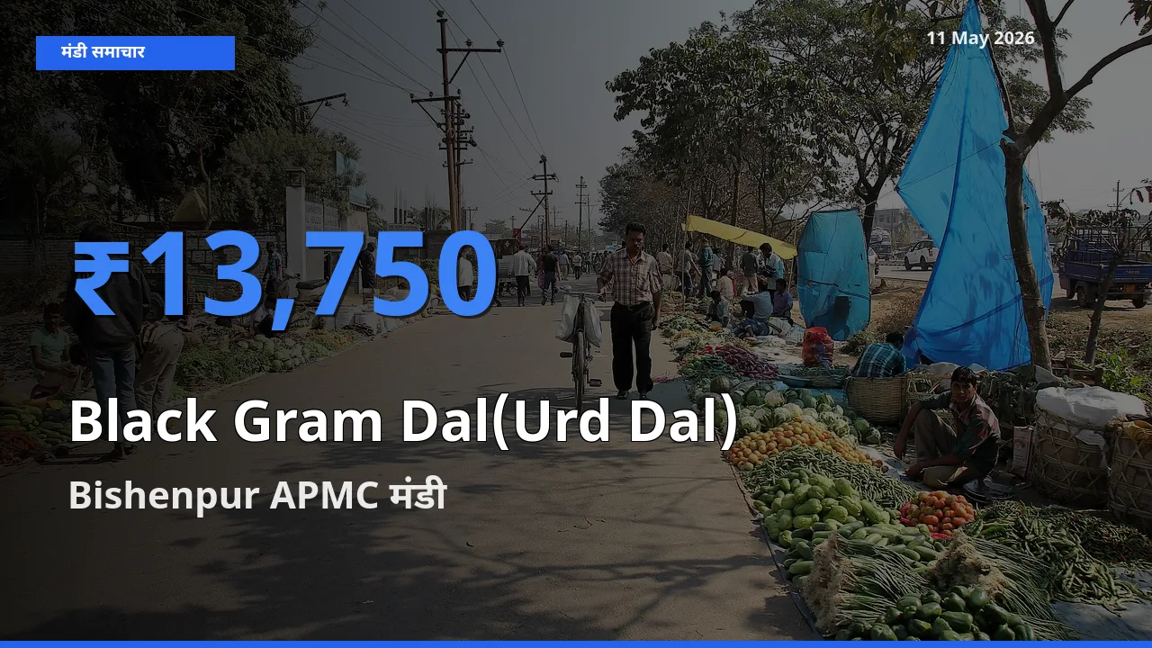 Bishenpur APMC में उड़द दाल का आज सबसे ऊँचा भाव
