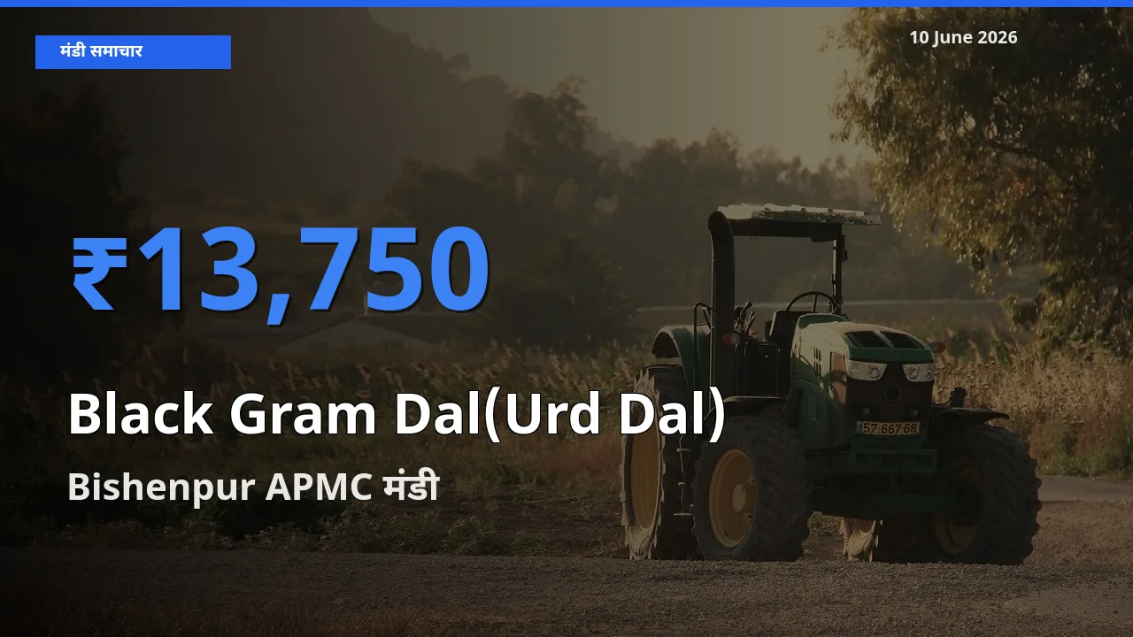 टॉप मंडी बना Bishenpur APMC! उड़द दाल के सबसे ऊँचे दाम यहीं दर्ज
