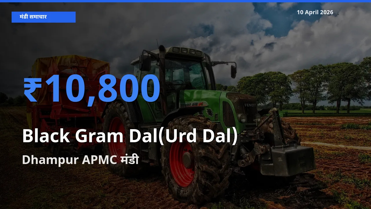 Dhampur APMC में उड़द दाल का आज सबसे ऊँचा भाव