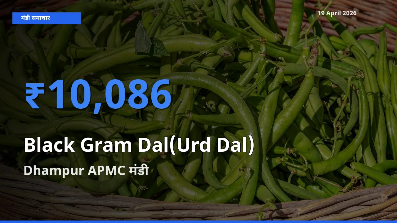टॉप मंडी बना Dhampur APMC! उड़द दाल के सबसे ऊँचे दाम यहीं दर्ज