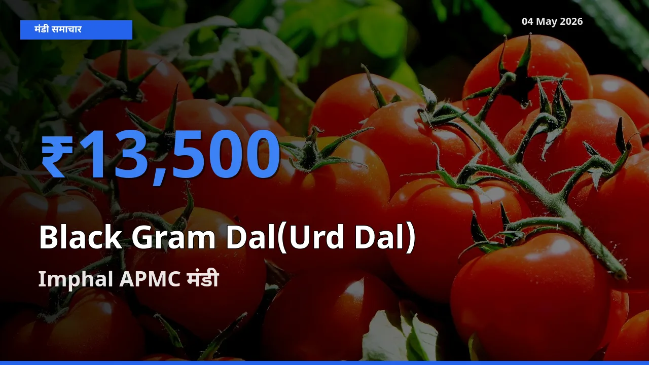04 May अपडेट: उड़द दाल के सबसे ऊँचे दाम Imphal APMC मंडी में