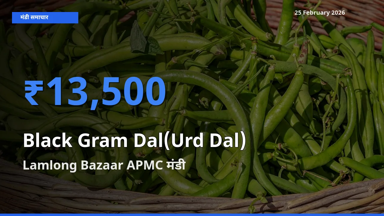 बाज़ार संकेत: Lamlong Bazaar APMC बना Black Gram Dal(Urd Dal) के लिए आज की टॉप मंडी