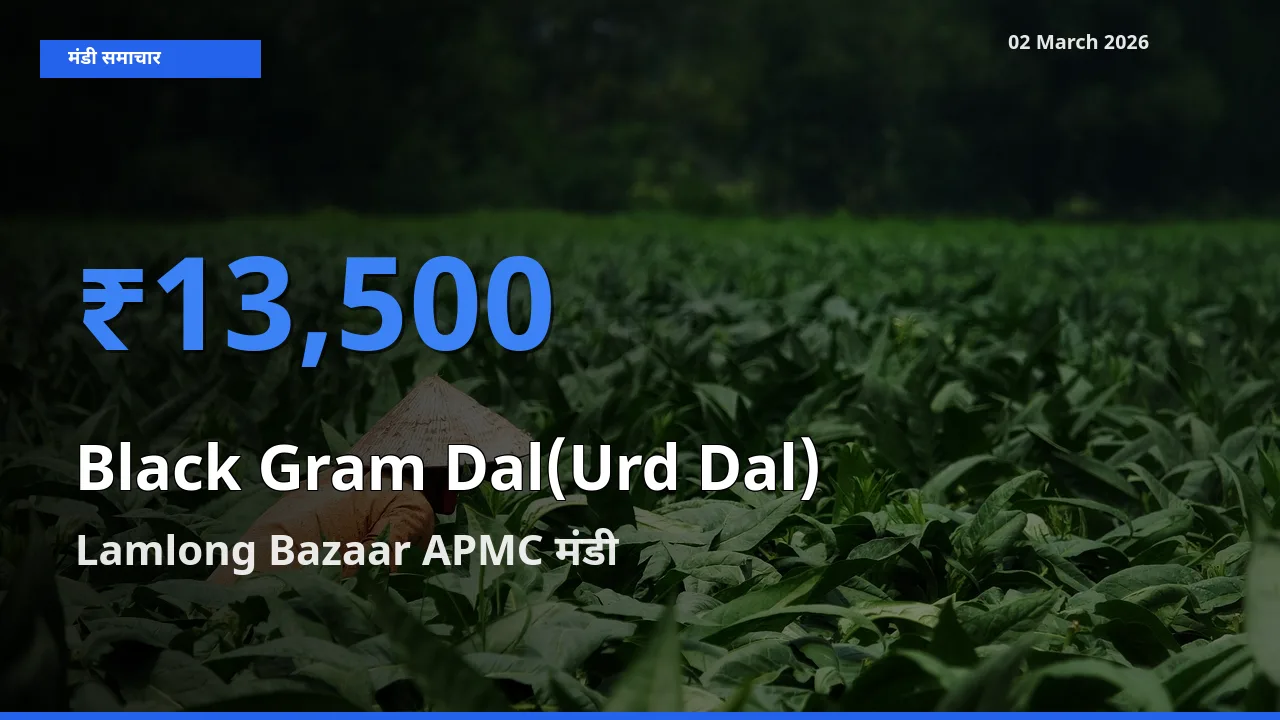 आज Black Gram Dal(Urd Dal) के सबसे ज़्यादा दाम Lamlong Bazaar APMC मंडी में दर्ज