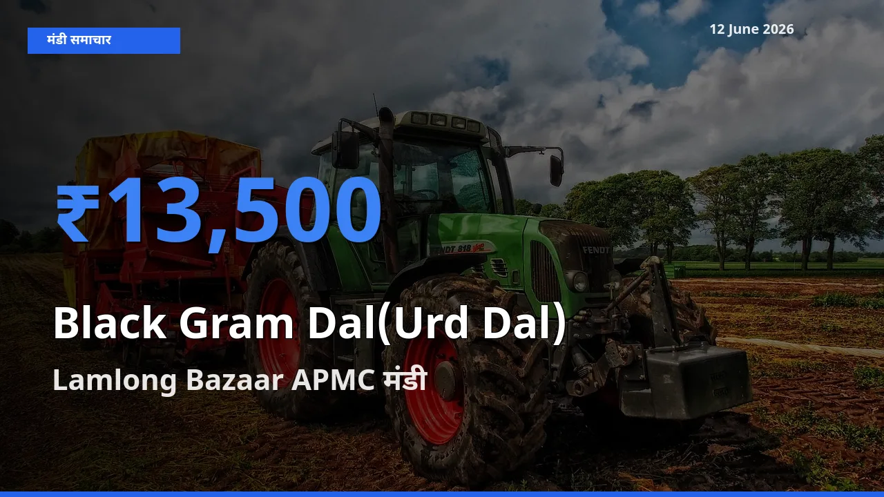 Lamlong Bazaar APMC मंडी में उड़द दाल ₹13,500 पर पहुँचा – आज का सर्वोच्च भाव