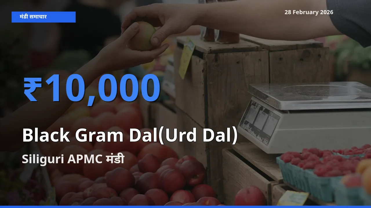 बाज़ार संकेत: Siliguri APMC बना Black Gram Dal(Urd Dal) के लिए आज की टॉप मंडी